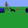 Dog Agility Techniques for Studying Course Maps | Lifestyle Pet Care & Training Online Course by Udemy
