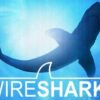 Fundamentos Wireshark | It & Software Network & Security Online Course by Udemy
