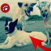 FREE DOG Stray Dog Village Dog - The Quintessential Canine | Lifestyle Pet Care & Training Online Course by Udemy
