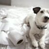 Ansiedad por separacin en perros - La gua definitiva | Lifestyle Pet Care & Training Online Course by Udemy