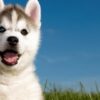 GUIA PARA EDUCAR CES FILHOTES - Eduque no seu tempo livre | Lifestyle Pet Care & Training Online Course by Udemy