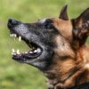 Dog Training: 50 Common Dog Behaviors & Ways to fix them | Lifestyle Pet Care & Training Online Course by Udemy