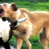 Dog-to-Dog Aggression (also known as dog-to-dog reactivity) | Lifestyle Pet Care & Training Online Course by Udemy