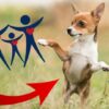 Dog Behavior Dog Training Pets & Animals - Holistic Approach | Lifestyle Pet Care & Training Online Course by Udemy