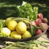 Vegetable Gardening: How to Grow Healthy