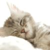 A Guide for First-Time Kitten Parents | Lifestyle Pet Care & Training Online Course by Udemy