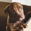 Before You Get Your Puppy Prepare for Puppy Training | Lifestyle Pet Care & Training Online Course by Udemy