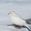 Bird Watching in Alaska | Lifestyle Travel Online Course by Udemy
