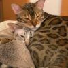 Katzenfreunde frs Leben | Lifestyle Pet Care & Training Online Course by Udemy