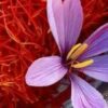 Introduction to Saffron and its international trade | Business Business Law Online Course by Udemy