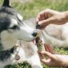Herbalism: Herbs For Dogs | Lifestyle Pet Care & Training Online Course by Udemy