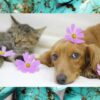 Healing Flower Essences and Crystals for Animals | Lifestyle Pet Care & Training Online Course by Udemy