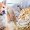 Die Wunderwelt des Fertigfutters | Lifestyle Pet Care & Training Online Course by Udemy
