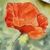 Watercolor Poppies Buds To Flowers | Lifestyle Arts & Crafts Online Course by Udemy