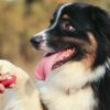 Adiestramiento Canino: S un experto en Clicker Training II | Lifestyle Pet Care & Training Online Course by Udemy