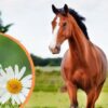 Die Schler Salze Therapie frs Pferd | Lifestyle Pet Care & Training Online Course by Udemy