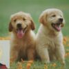 Dog; Dog Training; Dog Care For New Puppy Or Dog Owners | Lifestyle Pet Care & Training Online Course by Udemy