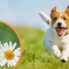 Die Schler Salze Therapie fr den Hund | Lifestyle Pet Care & Training Online Course by Udemy