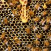 Beekeeping Fundamentals | Business Entrepreneurship Online Course by Udemy