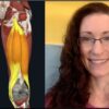 Foundations in Anatomy For Yoga Teachers:2 Muscle Physiology | Health & Fitness Yoga Online Course by Udemy
