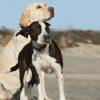 De relatie tussen gedrags- en fysieke problemen bij honden | Lifestyle Pet Care & Training Online Course by Udemy