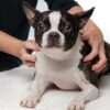 Basic Canine Acupressure for Dog Owners | Lifestyle Pet Care & Training Online Course by Udemy