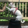Intro to Dog Parkour: For Titles or Just For Fun | Lifestyle Pet Care & Training Online Course by Udemy
