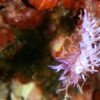 Discover the wonderful world of nudibranchs! | Photography & Video Other Photography & Video Online Course by Udemy