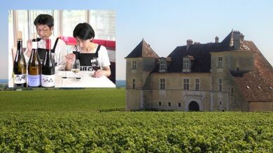 vin-nature-bourgogne | Lifestyle Other Lifestyle Online Course by Udemy