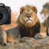 Wildlife Photography for Beginners and Amateurs | Photography & Video Digital Photography Online Course by Udemy