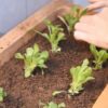 Como Plantar Horta em Vaso | Lifestyle Food & Beverage Online Course by Udemy