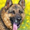 Secrets of the German Shepherd Dog: Care and Training | Lifestyle Pet Care & Training Online Course by Udemy