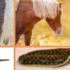 Blutegel Therapie fr Pferd und Hund | Lifestyle Pet Care & Training Online Course by Udemy