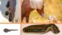 Blutegel Therapie fr Pferd und Hund | Lifestyle Pet Care & Training Online Course by Udemy