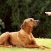 Dog Training - Tricks Level 1 | Lifestyle Pet Care & Training Online Course by Udemy