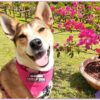 Educando a Tu Perro en Casa - LineUp Dog | Lifestyle Pet Care & Training Online Course by Udemy