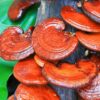 Herbalism: : Medicinal Mushrooms Certificate | Health & Fitness General Health Online Course by Udemy