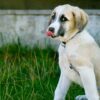 Dog Body Language | Lifestyle Pet Care & Training Online Course by Udemy