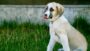 Dog Body Language | Lifestyle Pet Care & Training Online Course by Udemy
