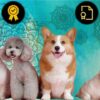 Fully Accredited Animal Reiki Practitioner Certification | Lifestyle Esoteric Practices Online Course by Udemy