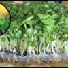 The Sprouting Kraut Grow Your Own Food at Home: Sprouts | Lifestyle Home Improvement Online Course by Udemy