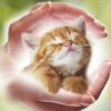 Reiki for Cats - Animal & Pet Healing using Reiki Energy | Lifestyle Esoteric Practices Online Course by Udemy