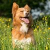 Flower Essences for Anxious Dogs | Lifestyle Pet Care & Training Online Course by Udemy