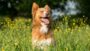 Flower Essences for Anxious Dogs | Lifestyle Pet Care & Training Online Course by Udemy