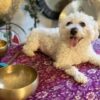 Sound Therapy & Energy Healing for Animals | Lifestyle Pet Care & Training Online Course by Udemy