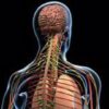 Anatomiye Giri Testleri | Health & Fitness General Health Online Course by Udemy