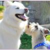 Curso Bsico de Educacin Canina - LineUp Dog | Lifestyle Pet Care & Training Online Course by Udemy