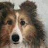 How to Paint a Pet Portrait | Lifestyle Arts & Crafts Online Course by Udemy