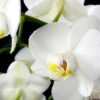Growing orchids at home | Lifestyle Other Lifestyle Online Course by Udemy