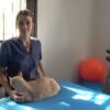 Masajes en Gatos - Relajantes y Terapeuticos | Lifestyle Pet Care & Training Online Course by Udemy